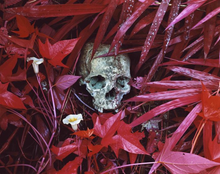 Of Lilies and Remains, Richard Mosse